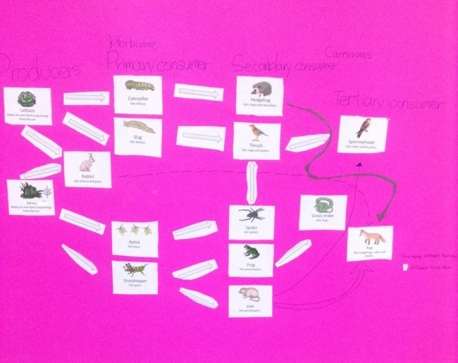 Science cards and arrows arranged by students in a food web. Example of sensory scaffolding.